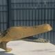 bronze crocodile ashtray 35 cm