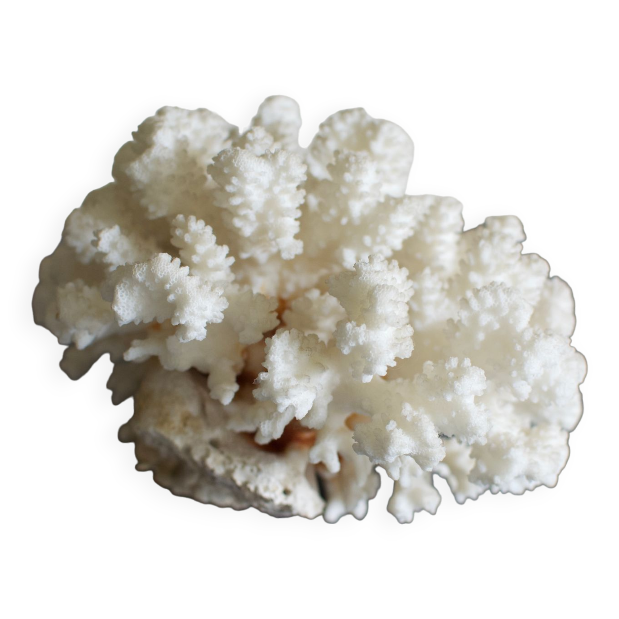 Great white coral