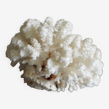 Great white coral