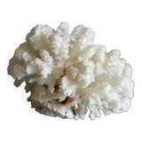 Great white coral