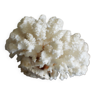 Grand corail blanc