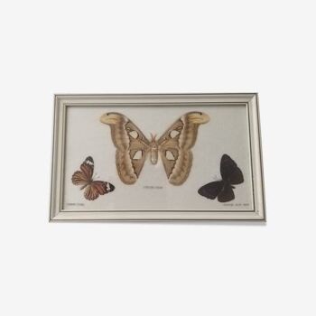 Frame 3 butterflies