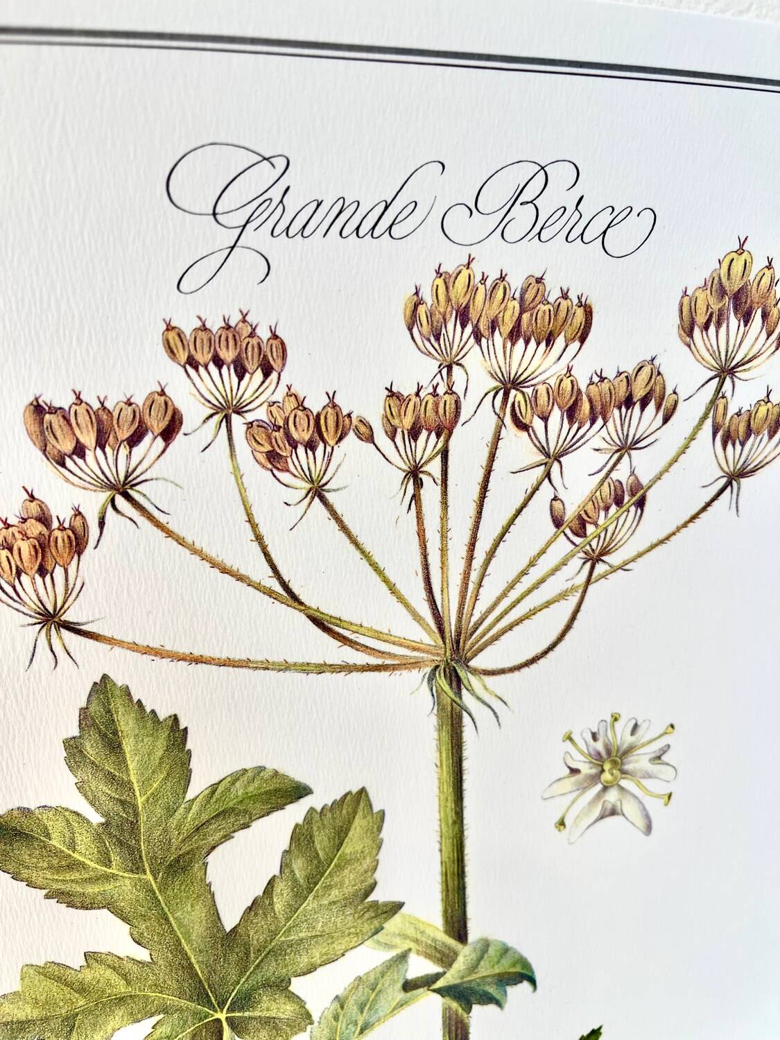 Botanical plate – Giant hogweed – Louis Pariente, 1986