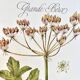 Botanical plate – Giant hogweed – Louis Pariente, 1986