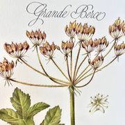 Botanical plate – Giant hogweed – Louis Pariente, 1986