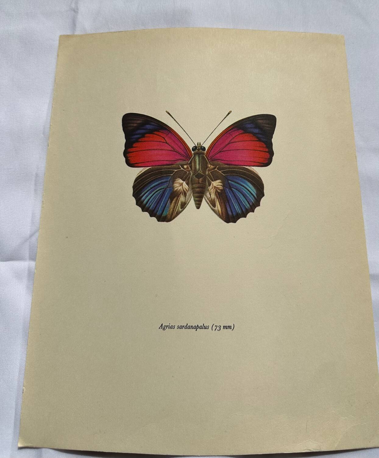 Antique butterfly engraving vintage botanical plate naturalist etching