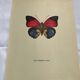 Old butterfly engraving vintage botanical plate etching naturalistic