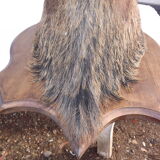 Hunting boar's head trophy