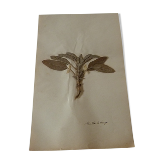 Ancient herbarium Sage botanical board