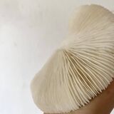 White Coral Fungia 70s
