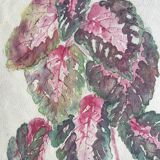 Solenostermon (Coleus Blumei), 1950s. Watercolor on paper