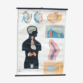 Carte scolaire anatomie medical homme 89 x 120 cm