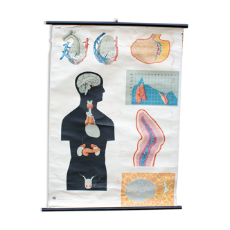 Carte scolaire anatomie medical homme 89 x 120 cm