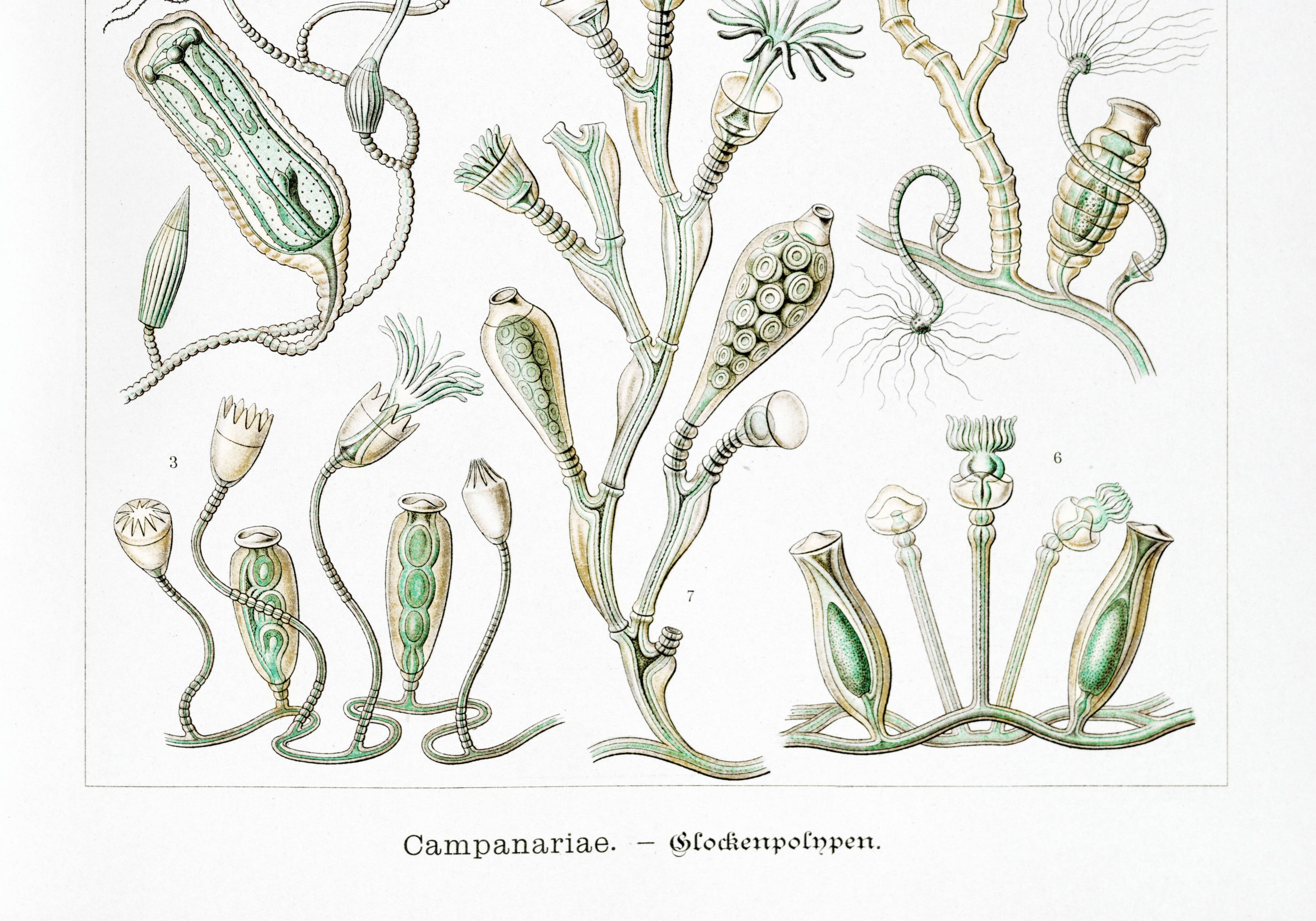 Poster about marine organisms, based on an old lithograph