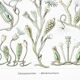 Poster about marine organisms, based on an old lithograph