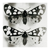 Butterflies 2