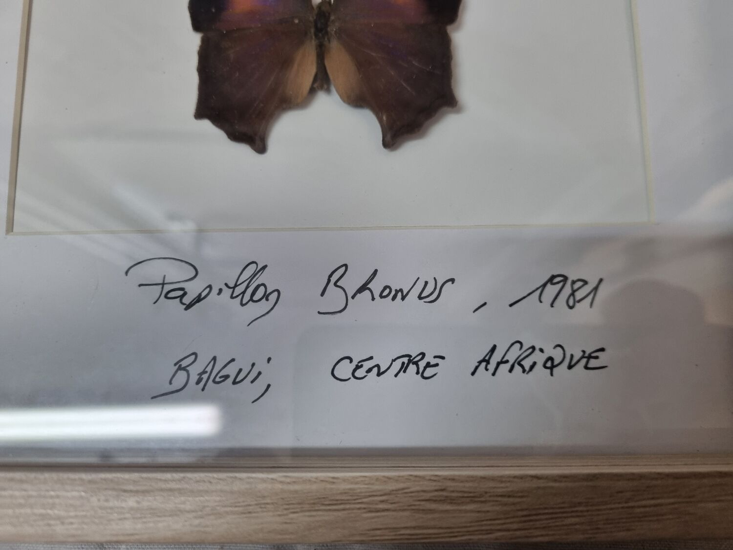 Bronus naturalized butterfly, 1981