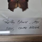 Bronus naturalized butterfly, 1981