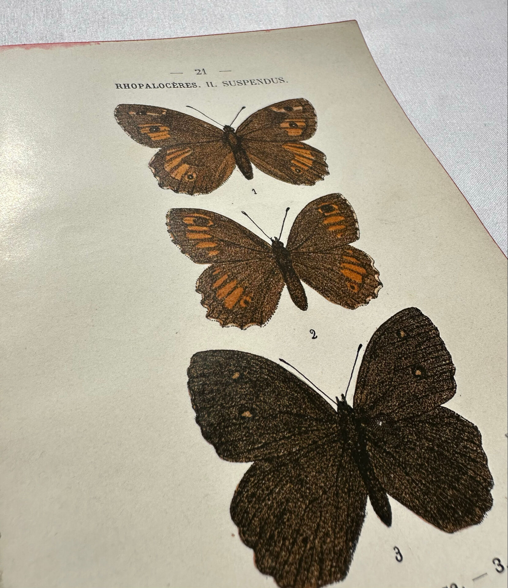 Botanical Plate 1800 Old naturalist engraving 19th century double-sided
