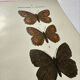 Botanical Plate 1800 Old naturalist engraving 19th century double-sided