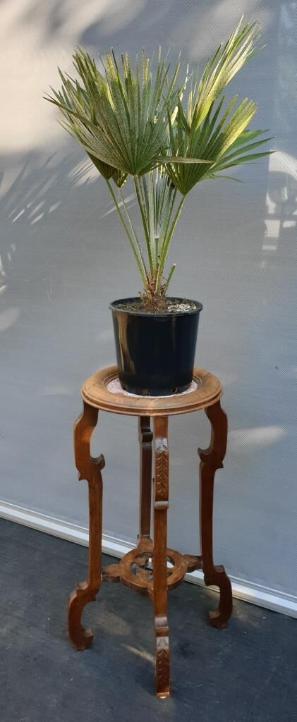 Sellette guéridon noyer art nouveau 1900 marbre rose