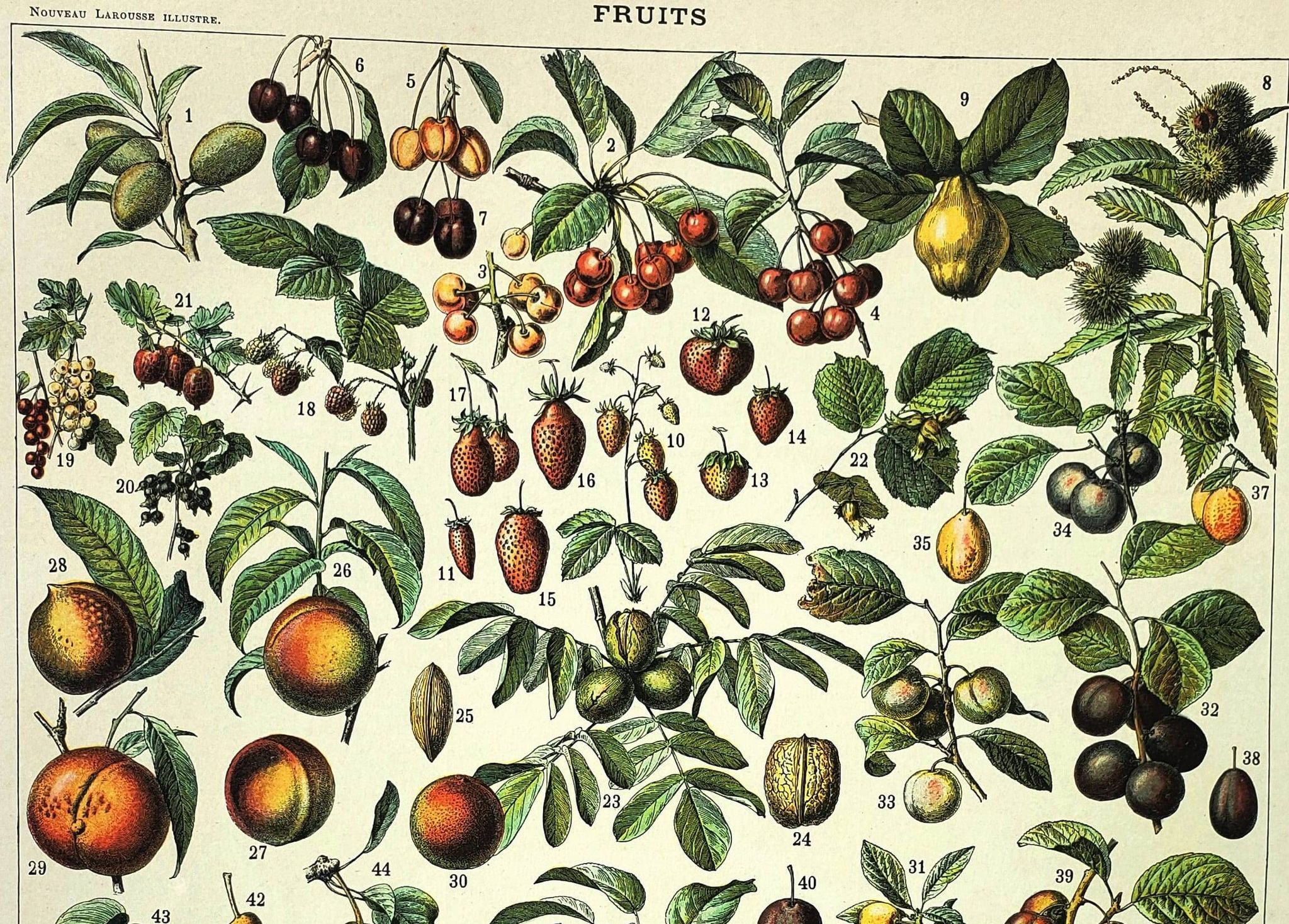 Gravure de 1897 - Fruits par A. Millot - Lithographie ancienne cuisine