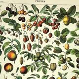 Engraving from 1897 - Fruits I by A. Millot - Old lithograph kitchen