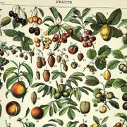 Gravure de 1897 - Fruits par A. Millot - Lithographie ancienne cuisine