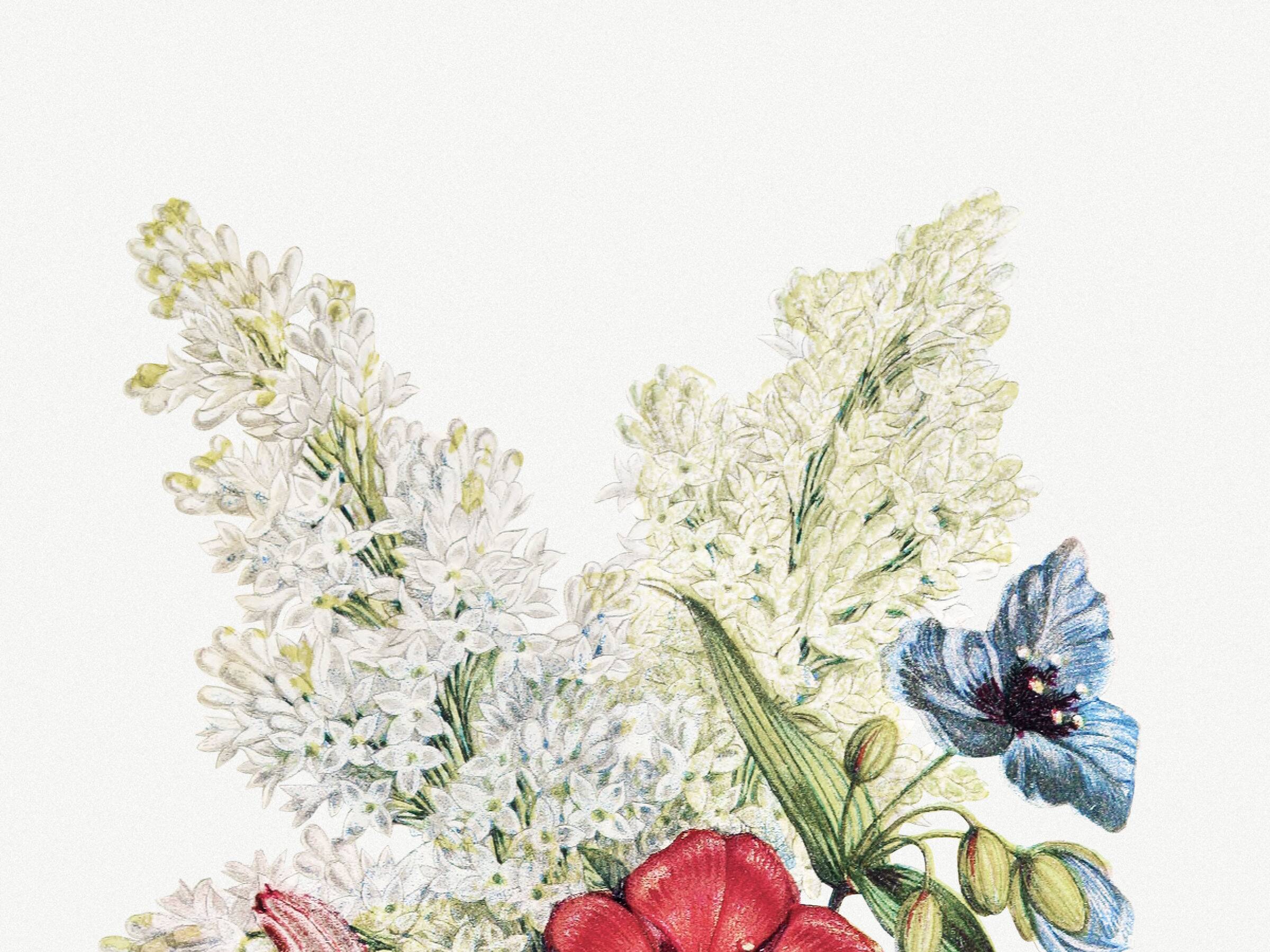 Poster about lilac, four o'clock flower, and poverty