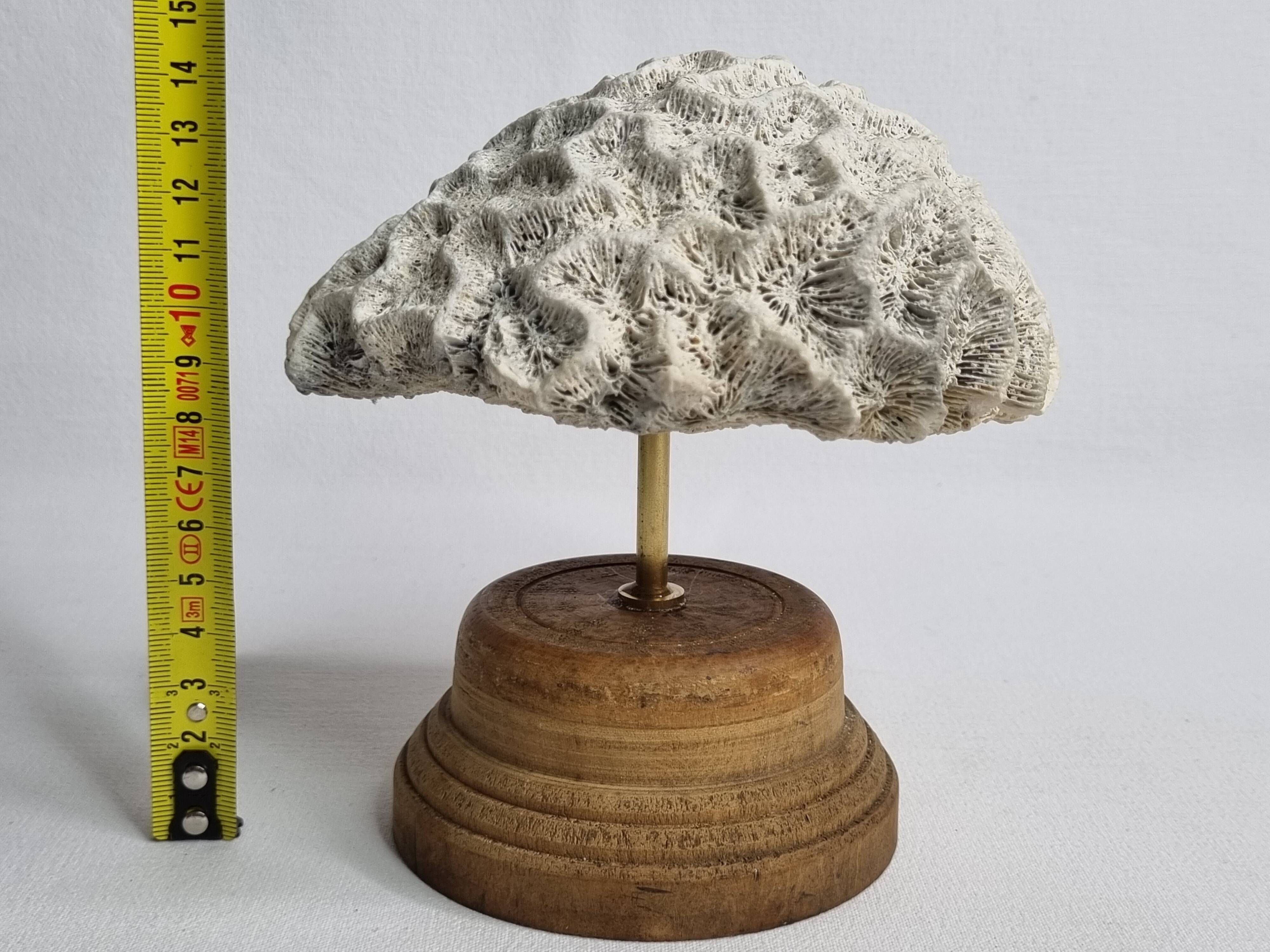 Ancien corail méandrique sur socle en bois tourné, 15 cm