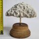 Ancien corail méandrique sur socle en bois tourné, 15 cm
