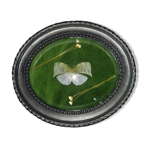 Cadre ovale avec fulgor colobesthes