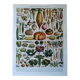 Lithographie originale sur les légumes