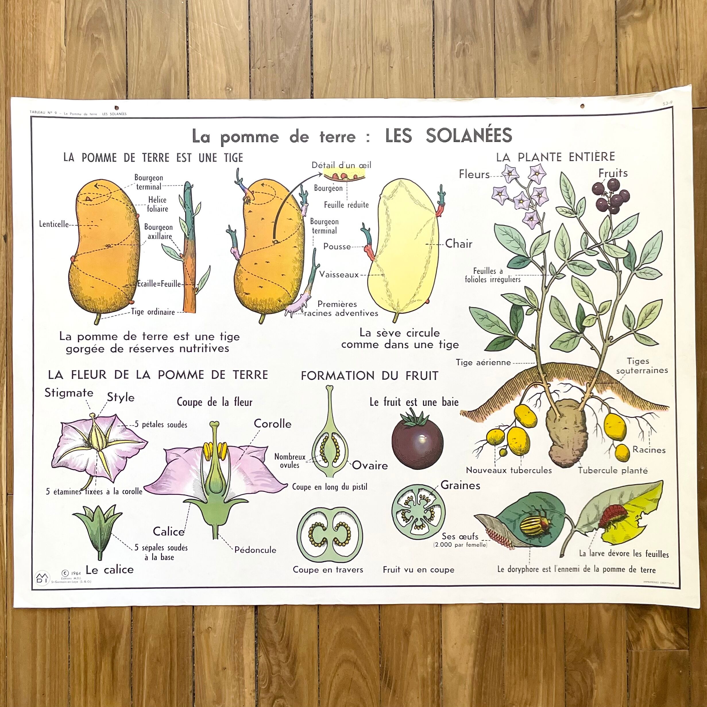 School poster primulaceae, labiae/potato, solanées