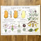 School poster primulaceae, labiae/potato, solanées