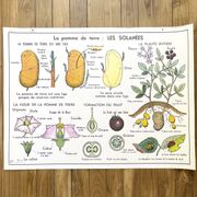 School poster primulaceae, labiae/potato, solanées