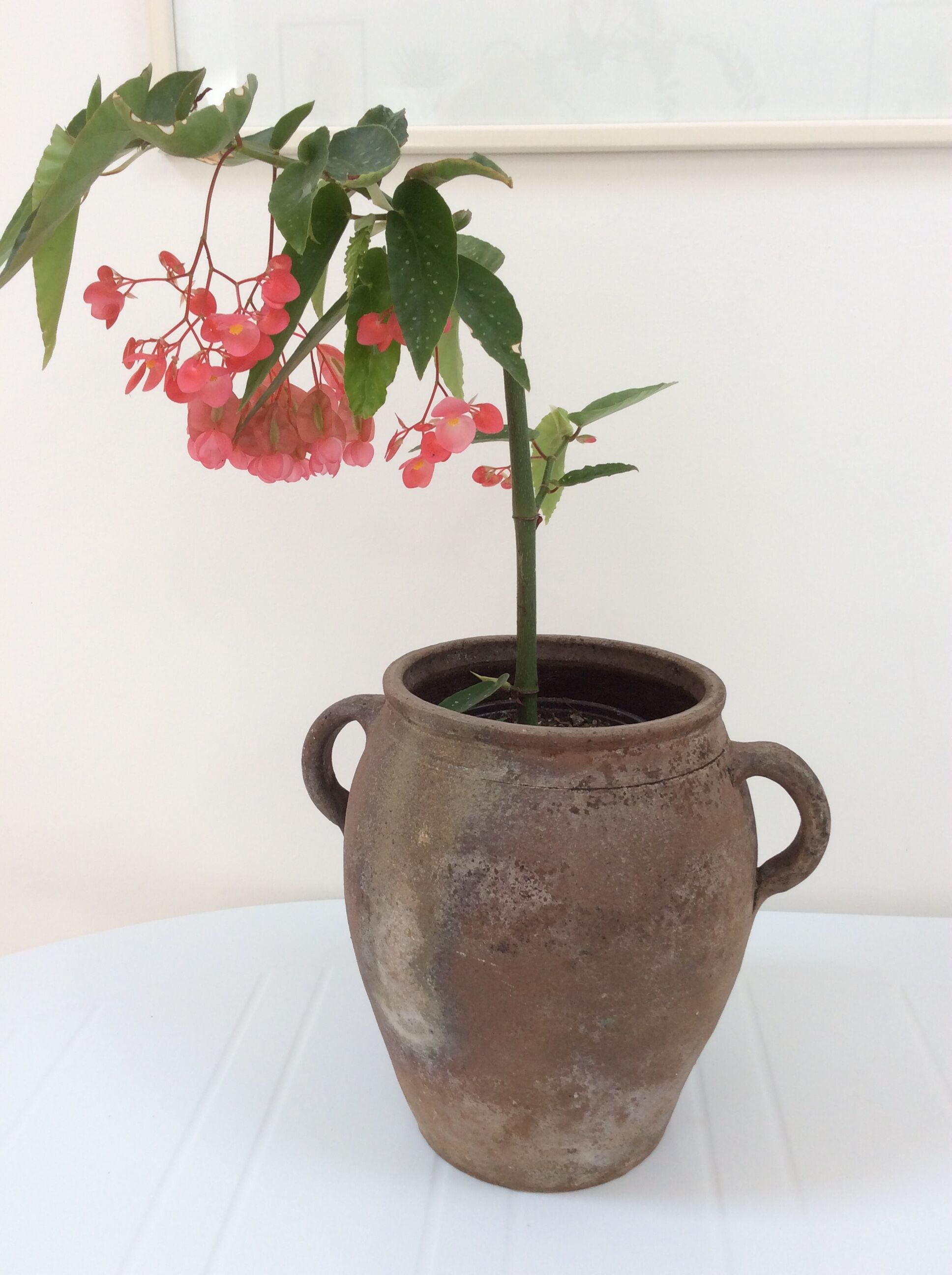 Old planter charentais ear