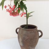 Old planter charentais ear