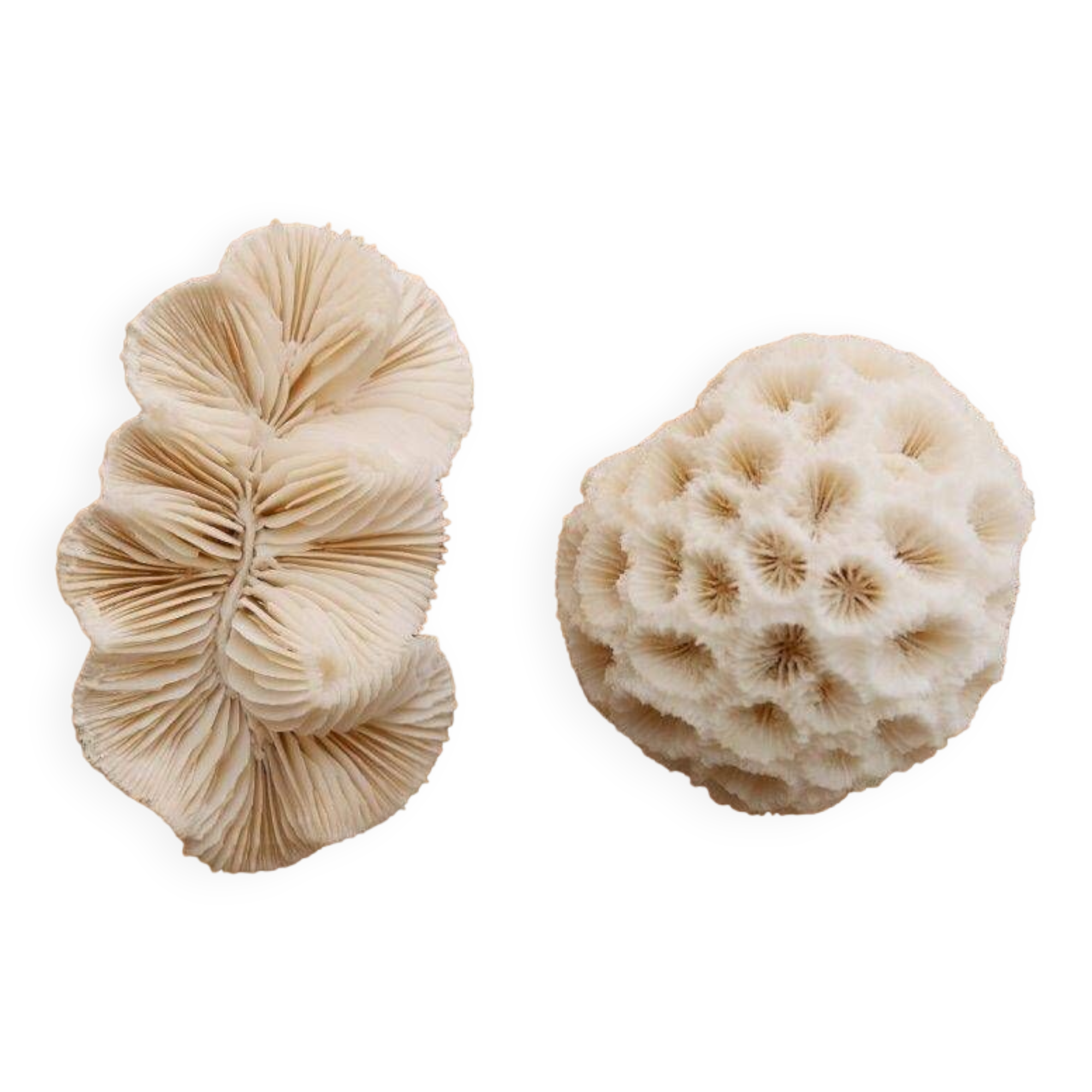 Set of 2 corals (white coral)