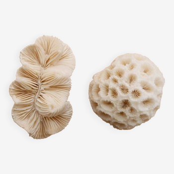 Set of 2 corals (white coral)