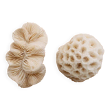 Set of 2 corals (white coral)