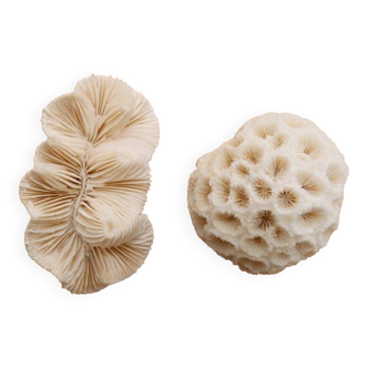 Set of 2 corals (white coral)