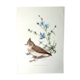 Bird board 60s
