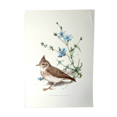 Bird board 60s