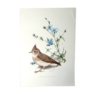 Bird board 60s