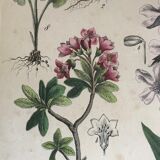 19th 32x42 botanical plank