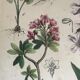 19th 32x42 botanical plank