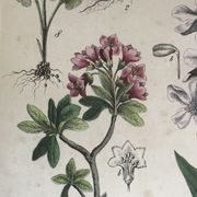 Planche botanique du XIXeme 32x42