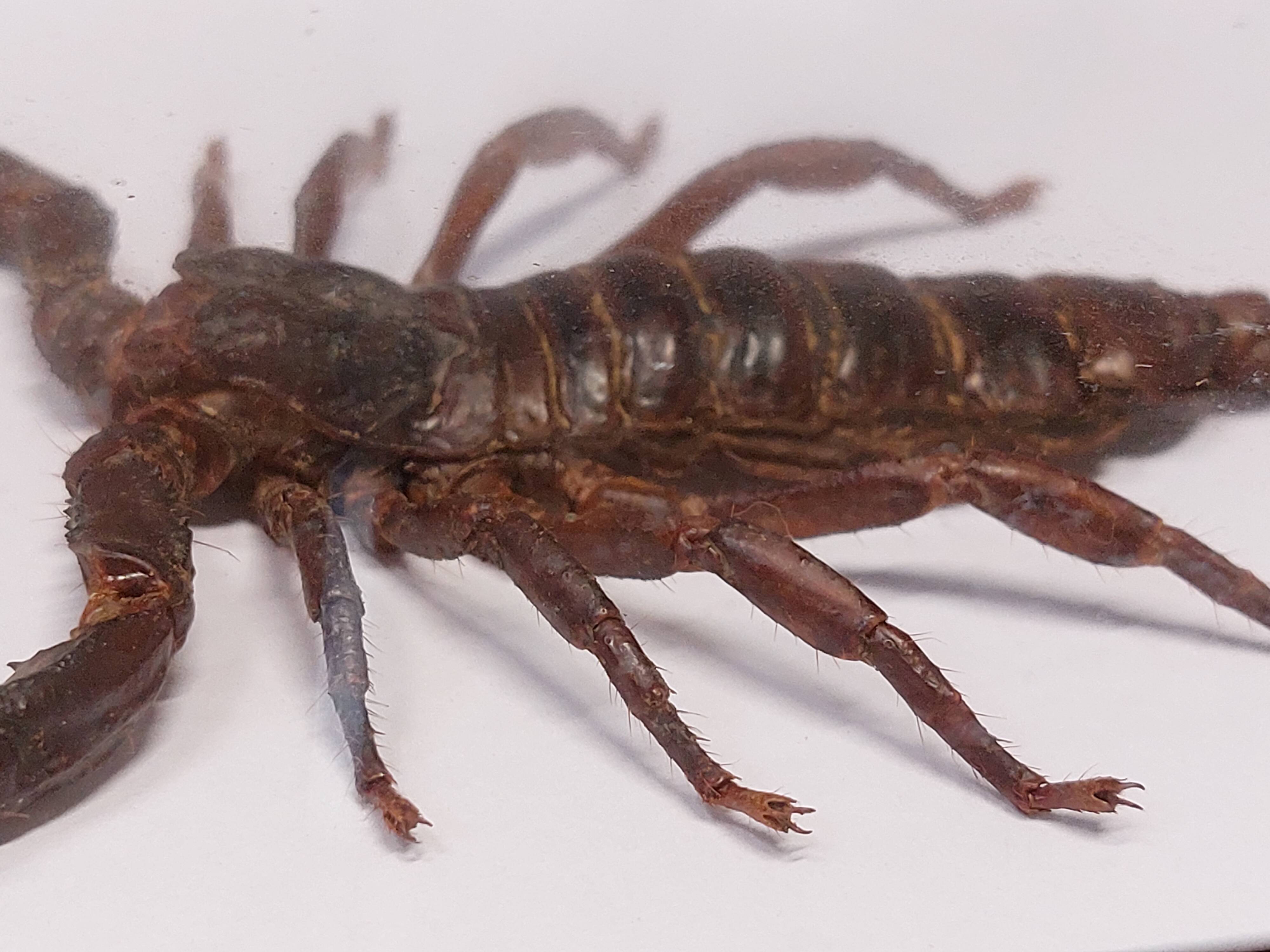 Scorpion stuffed under glass