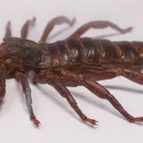 Scorpion stuffed under glass